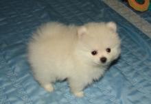 Puppies for sale pomeranian spitz - Latvia, Ludza