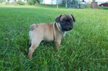 Buy a dog pug - Latvia, Jelgava