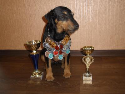Продам щенка Ягдтерьер - Украина, Запорожье. Цена 4000 гривен