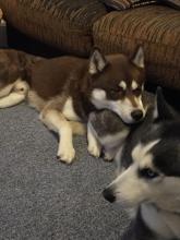 Dogs  free yorkshire terrier, akc  husky puppies - USA, California, san jose. Price 300 $