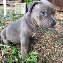 Puppies for sale american pit-bull terrier - USA, Alabama. Price 300 $