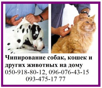Ветеринарные услуги Чипирование собак, кошек и других животных на дому - Украина, Харьков. Цена 300 гривен