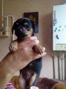 Продам щенка Русский той-терьер - Украина, Днепропетровск. Цена 1000 гривен