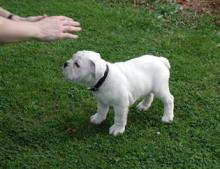 Продам щенка english bulldog - Portugal, Lisbon