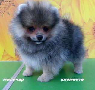 Продам щенка Шпиц - Россия, Ижевск
