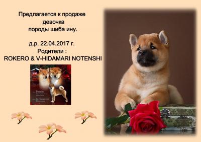 Продам щенка Шиба ину - Россия, Саратов. Цена 47000 рублей
