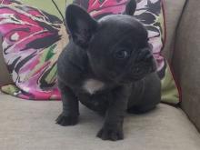 Puppies for sale french bulldog - USA, Texas, Dallas. Price 652 $