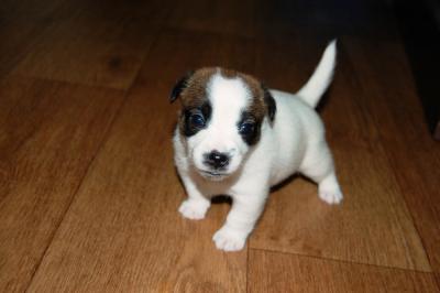 Продам щенка Джек-рассел-терьер - Украина, Киев. Цена 10000 гривен