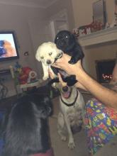 Puppies for sale golden retriever - USA, Texas. Price 400 $