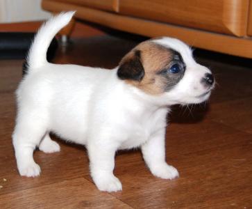 Продам щенка Джек-рассел-терьер - Украина, Киев. Цена 8000 гривен