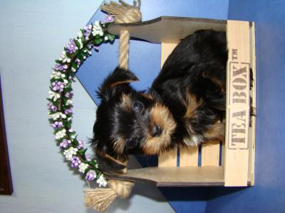 Продам щенка Йоркширский терьер - Украина, Киев. Цена 8000 гривен