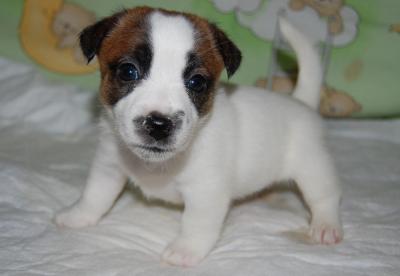 Продам щенка Джек-рассел-терьер - Украина, Киев. Цена 9500 гривен