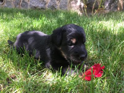 Продам щенка Ховаварт - Украина, Полтава