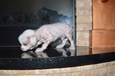 Продам щенка Китайская хохлатая собака - Украина, Тернополь. Цена 200 евро