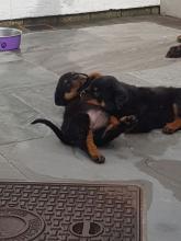 Puppies for sale rottweiler - USA, Iowa