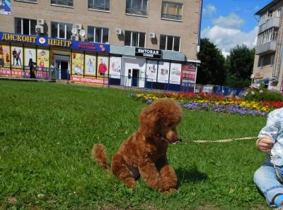 Продам щенка Пудель - Россия, Обнинск. Цена 20000 рублей