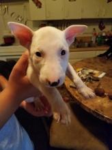 Puppies for sale bull terrier - USA, California. Price 500 $