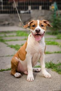 Продам щенка Американский стаффордширский терьер - Украина, Киев. Цена 8000 гривен