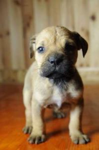 Продам щенка Ка Де Бо - Украина, Киев. Цена 300 долларов