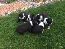 Puppies for sale boston terrier - Lithuania, Kaunas. Price 700 €