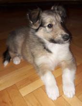Puppies for sale collie - Greece, Thessaloniki. Price 180 €
