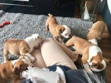 Puppies for sale english bulldog - Finland, Alajarvi