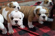 Puppies for sale english bulldog - Finland, Alajarvi