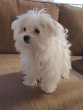 Dogs  free maltese - Finland, Turks