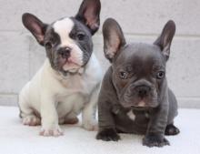 Dogs free french bulldog - France, Paris