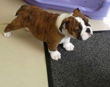 Puppies for sale english bulldog - Denmark, Aarhus