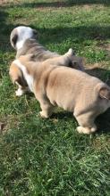 Puppies for sale english bulldog - Lithuania, Kaunas. Price 11 €