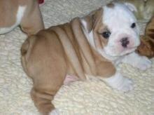 Droll Bulldog Puppies For Sale Indiana