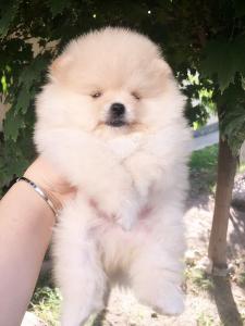 Продам щенка Шпиц - Киргизия, Бишкек. Цена 500 долларов
