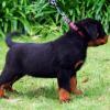 Puppies for sale rottweiler - Latvia, Bauska