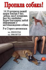 Пропала собака Боксер - Россия, Ростов-на-Дону