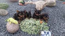 Продам щенка yorkshire terrier - Portugal, Faro