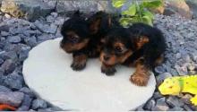 Продам щенка yorkshire terrier - Portugal, Gondomar