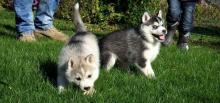 Puppies for sale haski - Bulgaria, Stara Zagora