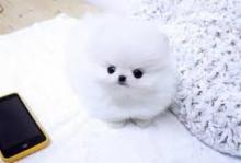 Puppies for sale other breed - USA, Florida, Jacksonville