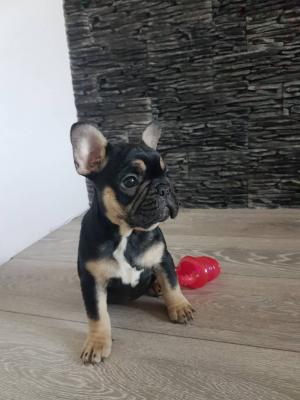 Продам щенка Французский бульдог - Литва, Вильнюс. Цена 600 евро