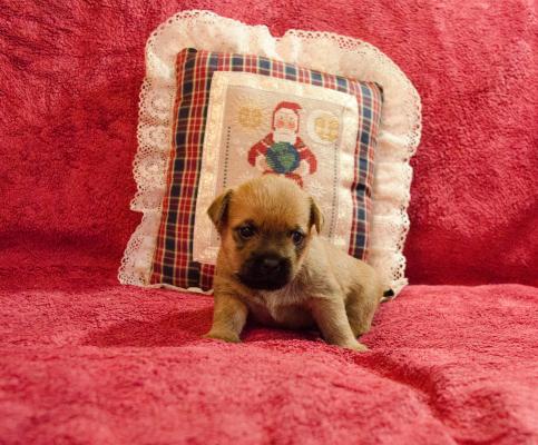 Продам щенка Кернтерьер - Украина, Запорожье. Цена 800 долларов