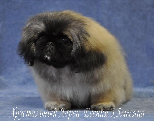 Продам щенка Пекинес - Казахстан, Караганда. Цена 300 долларов