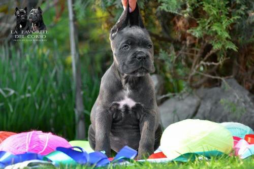 Продам щенка Кане корсо - Украина, Одесса. Цена 25000 гривен