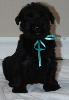 Продам щенка Ризеншнауцер - Украина, Киев
