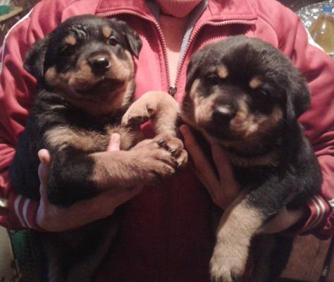 Продам щенка Ротвейлер - Украина, Полтава. Цена 2000 гривен