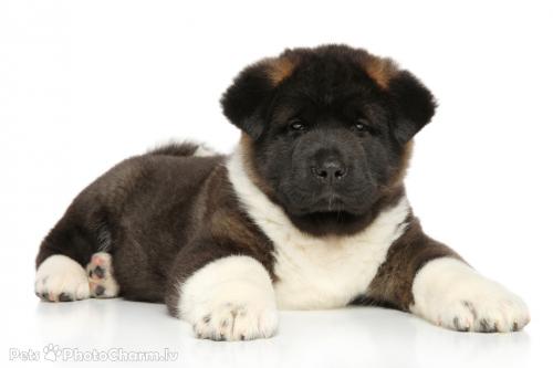 Продам щенка Акита, акита-ину - Латвия, Рига. Цена 300 евро