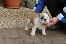 Puppies for sale english bulldog - Hungary, FERTŐD. Price 1200 €.  VIOLET HOOLIGANS BULLDOGS - Hungary, , FERTŐD