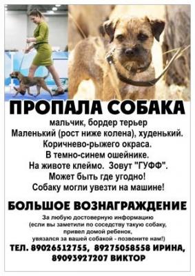Пропала собака Бордер терьер - Россия, Волгоград. Цена 15000 рублей