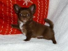 Puppies for sale chihuahua - Slovakia, Presov. Price 1000 €