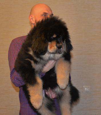 Продам щенка Тибетский мастиф - Россия, Балашиха. Цена 50-100.000 рублей